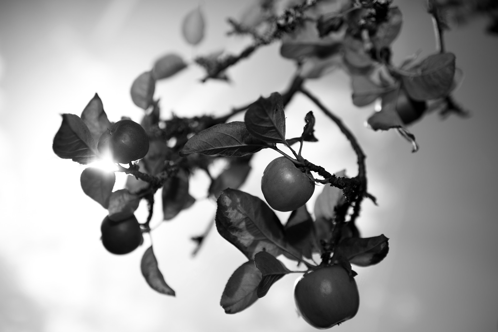 Les vergers du Clos Moulin