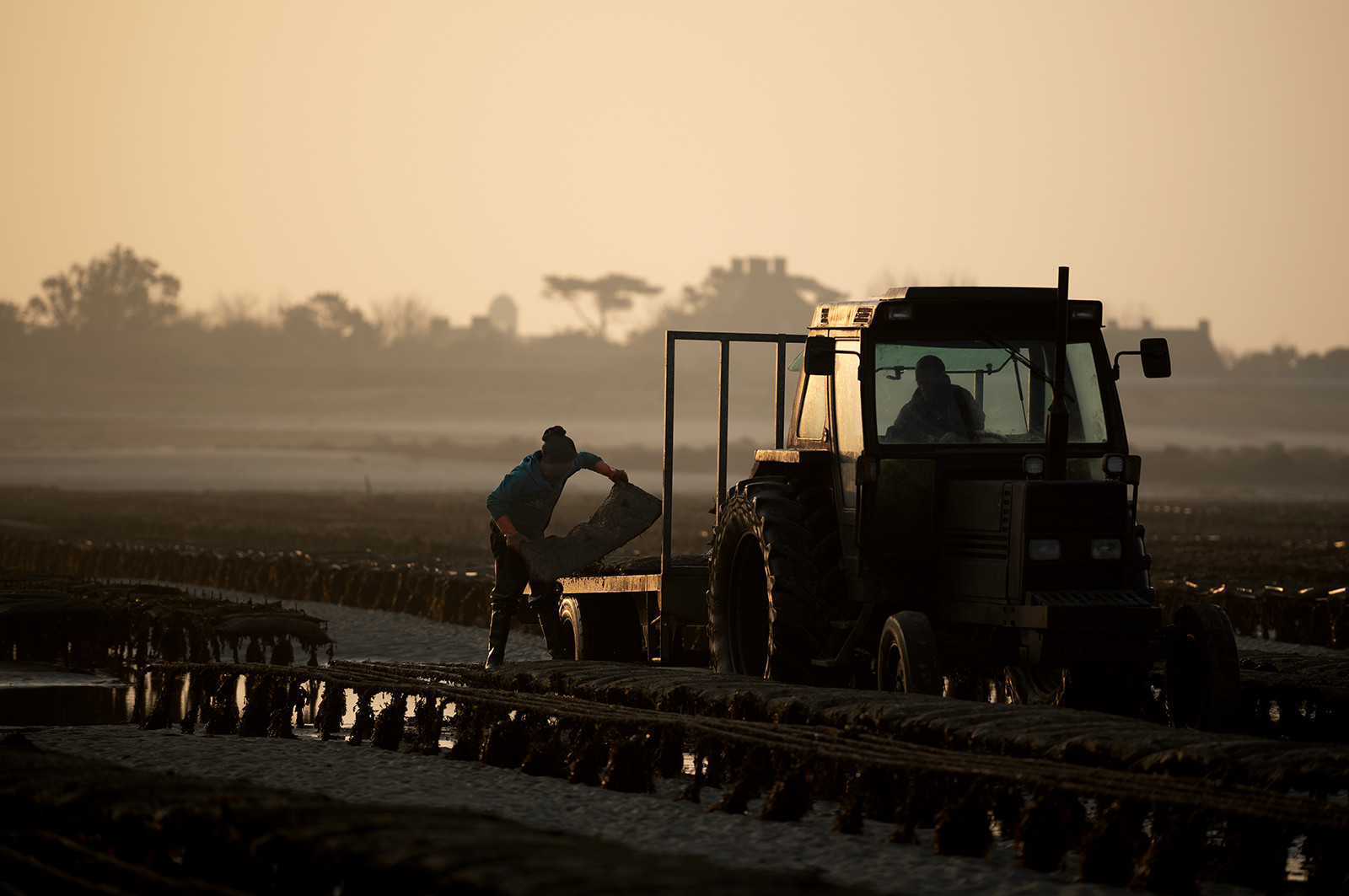 Les parcs à huîtres de Saint-Vaast-la-Hougue (Cotentin)