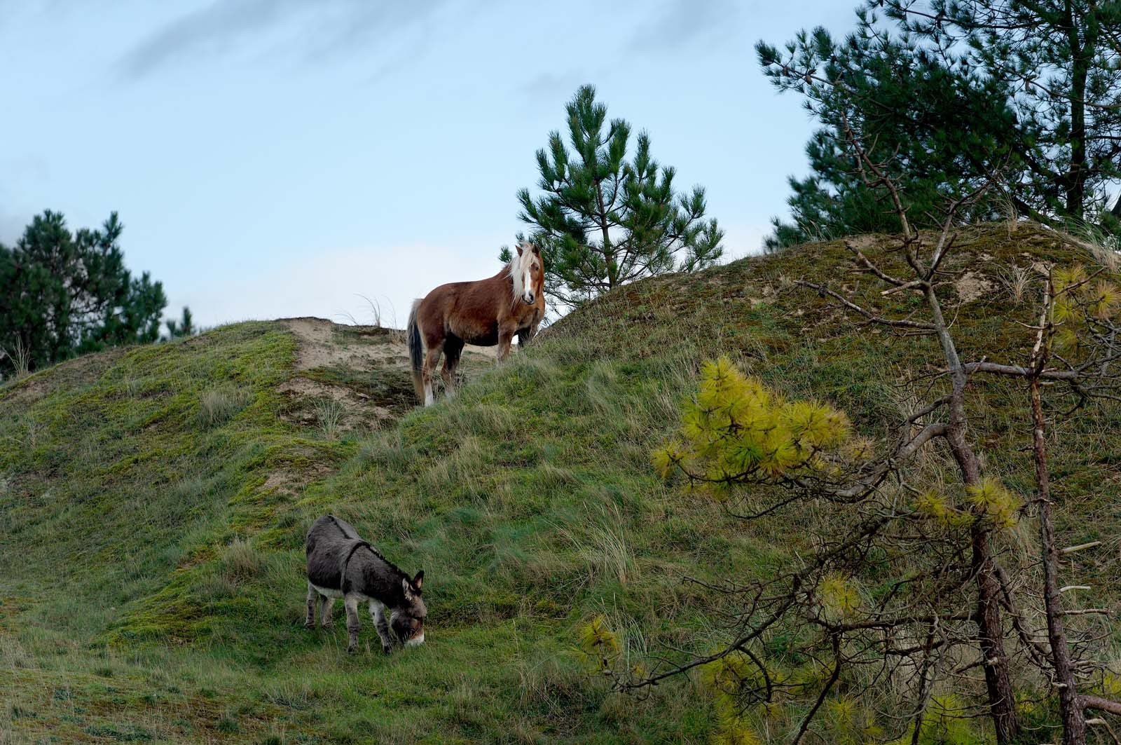 Les dunes de Biville couvrent plus de 700 hectares du littoral de la Hague (Manche), entre le cap de Flamanville et les falaises d’Herqueville. Elles constituent un massif naturel exceptionnel, tant par la qualité de ses paysages que sa richesse botanique.