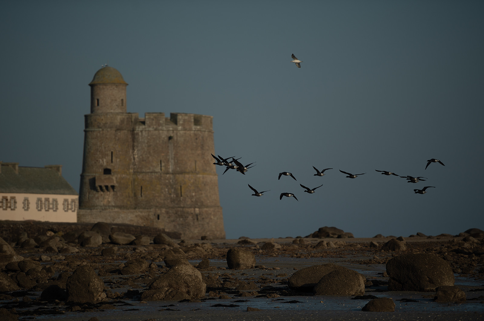 Les parcs à huîtres de Saint-Vaast-la-Hougue (Cotentin)