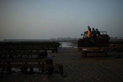 Les parcs à huîtres de Saint-Vaast-la-Hougue (Cotentin)