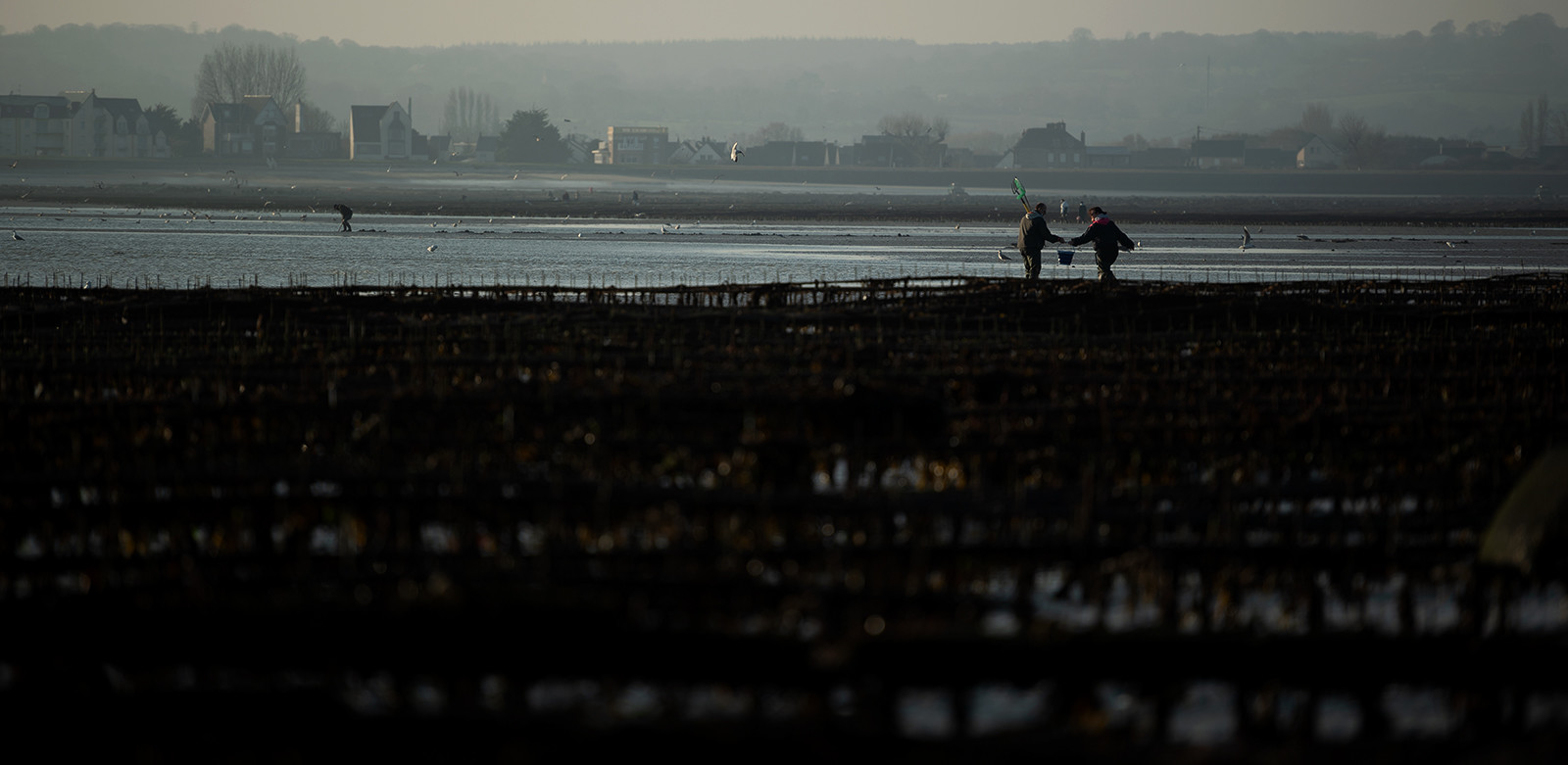 Les parcs à huîtres de Saint-Vaast-la-Hougue (Cotentin)