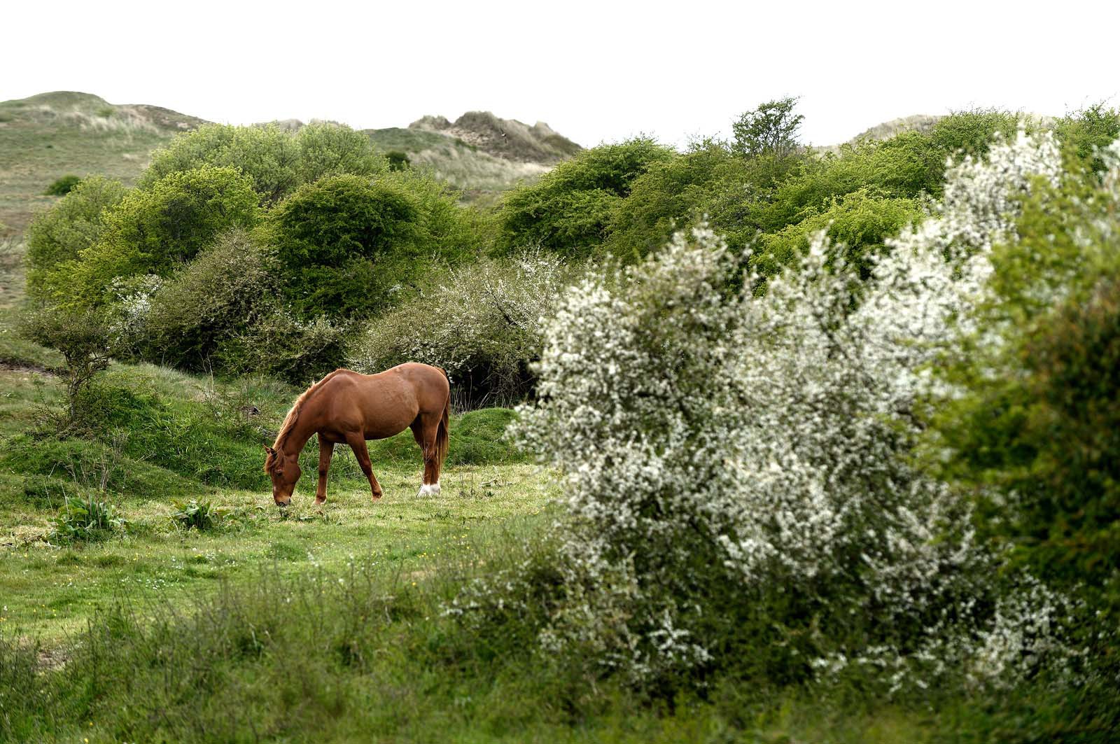 Les dunes de Biville couvrent plus de 700 hectares du littoral de la Hague (Manche), entre le cap de Flamanville et les falaises d’Herqueville. Elles constituent un massif naturel exceptionnel, tant par la qualité de ses paysages que sa richesse botanique.