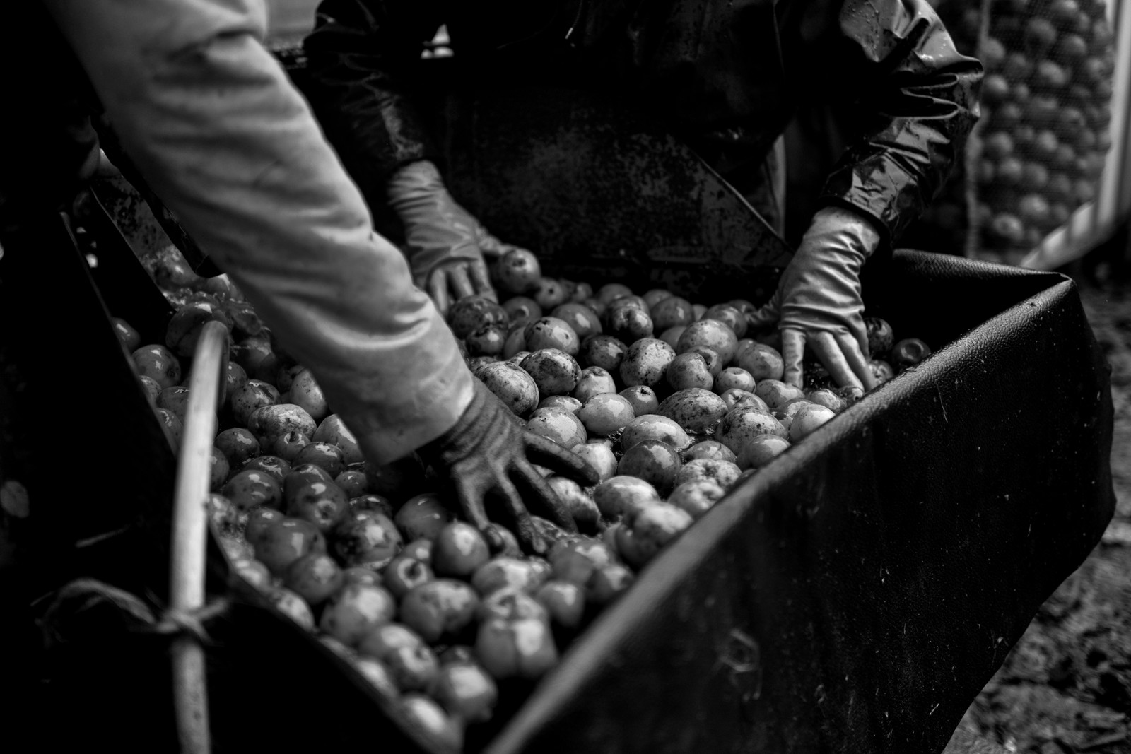 Les vergers du Clos Moulin
