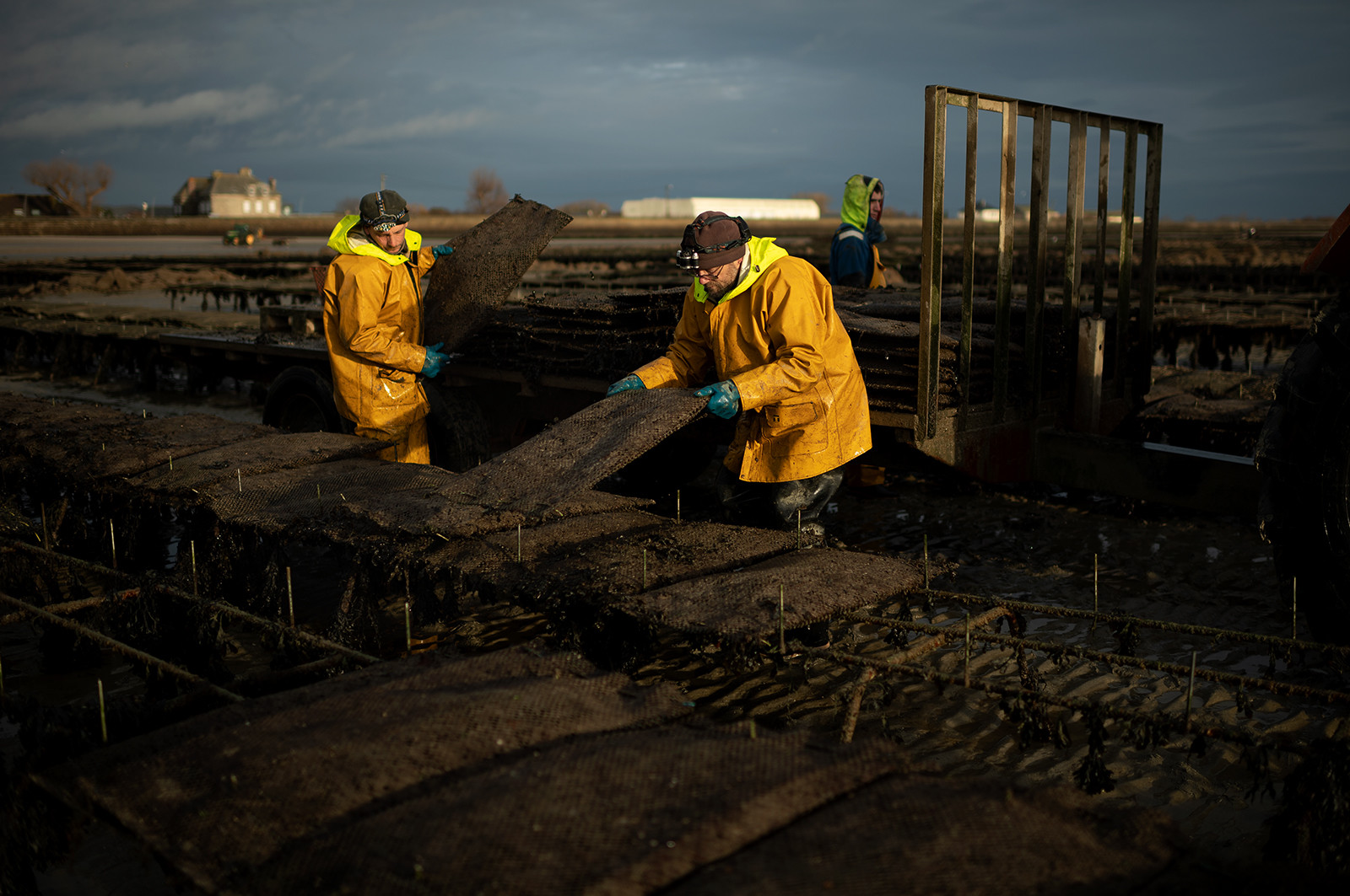 Les parcs à huîtres de Saint-Vaast-la-Hougue (Cotentin)