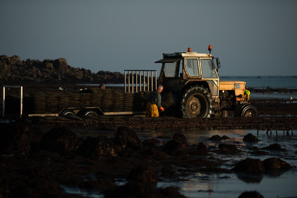 Les parcs à huîtres de Saint-Vaast-la-Hougue (Cotentin)