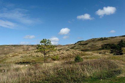 Les dunes de Biville couvrent plus de 700 hectares du littoral de la Hague (Manche), entre le cap de Flamanville et les falaises d’Herqueville. Elles constituent un massif naturel exceptionnel, tant par la qualité de ses paysages que sa richesse botanique.