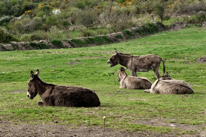 Les dunes de Biville couvrent plus de 700 hectares du littoral de la Hague (Manche), entre le cap de Flamanville et les falaises d’Herqueville. Elles constituent un massif naturel exceptionnel, tant par la qualité de ses paysages que sa richesse botanique.