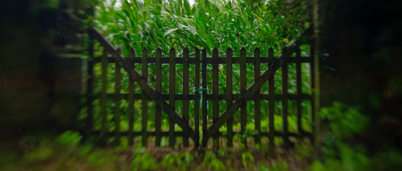 Une journée pluvieuse dans la Hague