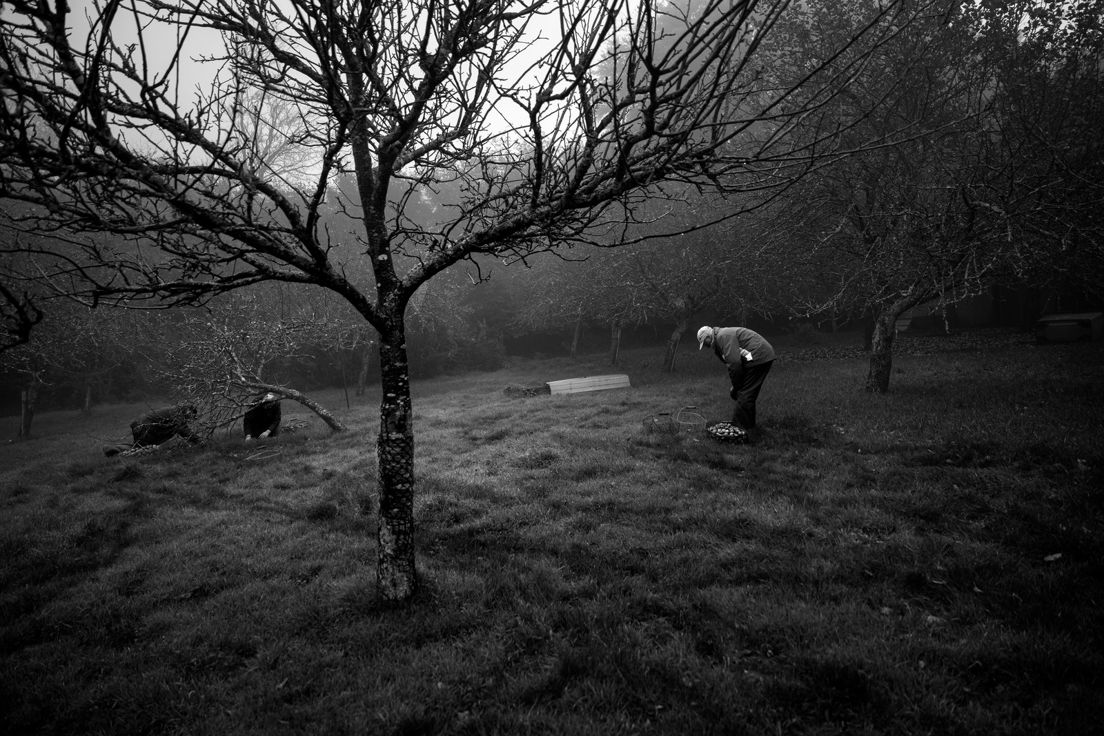 Les vergers du Clos Moulin
