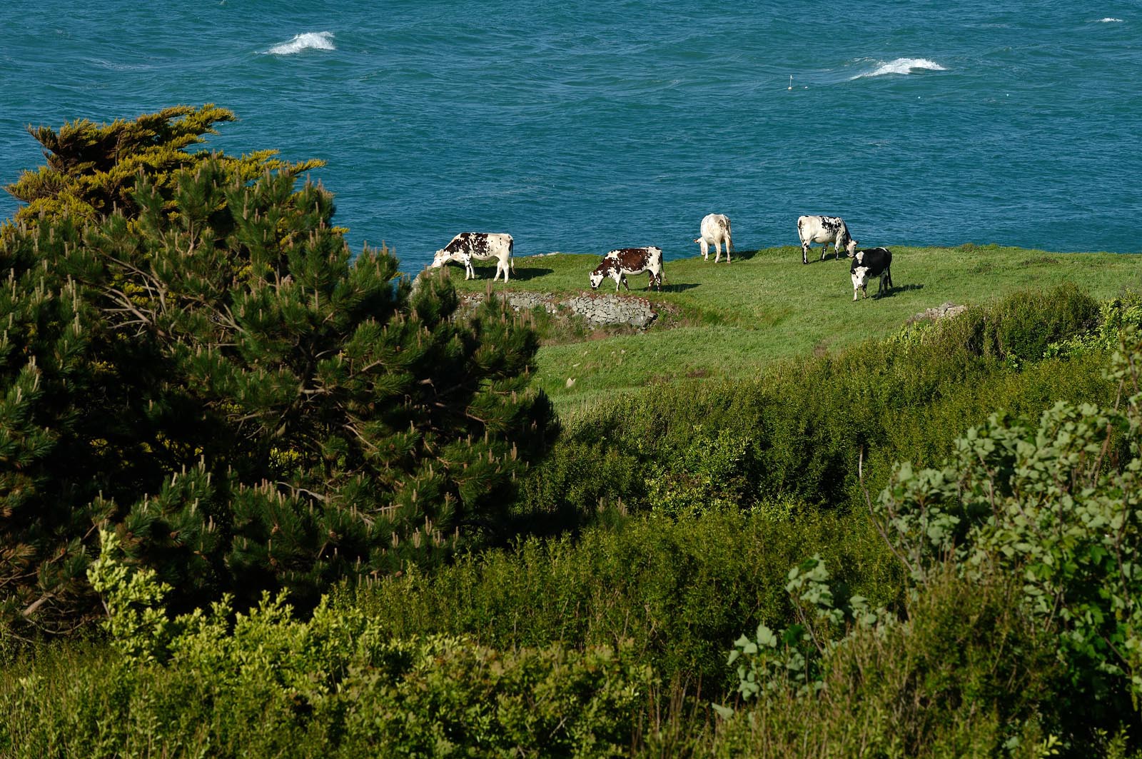 A l’ouest du Cotentin (Manche), la Hague est une terre de contrastes et de lumières, une région sauvage et préservée. Le mot Hague est un ancien terme dialectal normand. Il est issu du vieux norois qui signifie «enclos, terrain clos».La Hague présente un littoral varié : falaises abruptes (entre Urville-Nacqueville et Omonville-la-Rogue, et entre Auderville et Vauville), au pied desquelles se trouve une succession de baies, grandes plages (Urville-Nacqueville et à Vauville), d'îlots et platiers rocheux (cap de la Hague,pointe de Jardeheu..), des massifs dunaires (Biville), des grèves de galets (Anse Saint-Martin), des marais arrière-littoraux (Mare de Vauville) et des vallons boisés (Hubiland, Sabine…). La côte est également agrémentée de petits ports (Goury, le Houguet, Port Racine, Port du Hâble…) et de mouillages.La péninsule haguaise est principalement un pays de landes et de bocage, à l'intérieur des terres, formées de fougères, bruyères, genêts et ajoncs.