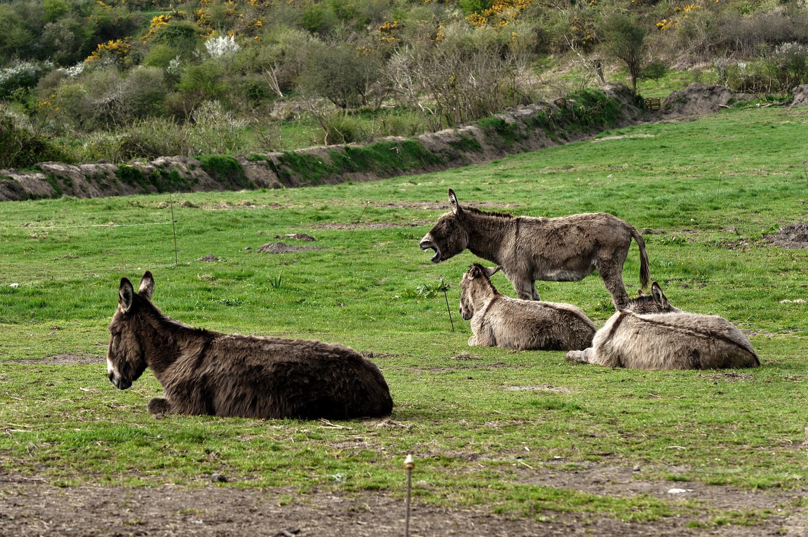 Les dunes de Biville couvrent plus de 700 hectares du littoral de la Hague (Manche), entre le cap de Flamanville et les falaises d’Herqueville. Elles constituent un massif naturel exceptionnel, tant par la qualité de ses paysages que sa richesse botanique.