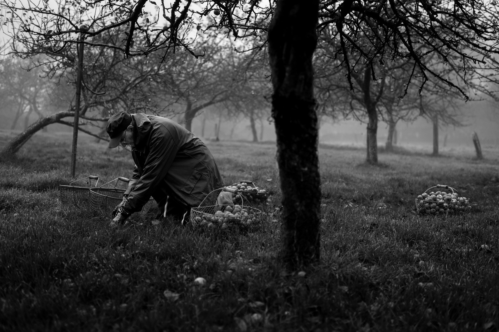 Les vergers du Clos Moulin