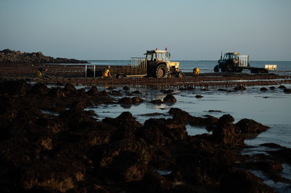 Les parcs à huîtres de Saint-Vaast-la-Hougue (Cotentin)