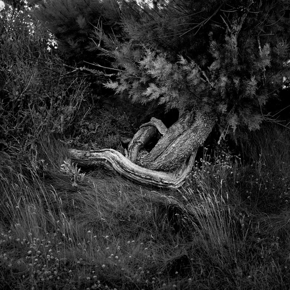 Cette exposition fût présentée lors du mois de la photographie à Equeurdreville (Cotentin) en 2014.Comme un tailleur de pierre, la nature a façonné un monde imaginaire, transformant le paysage en une oeuvre d’art équilibrée et contrôlée. Je n’ai photographié que ceux qui me parlaient, comme des apparitions fantasmagoriques, un clin d’oeil, un frisson, un sourire complice. Libre à vous de découvrir ces formes secrètes, ces visages sculptés par les éléments aux traits parfois révélateurs.