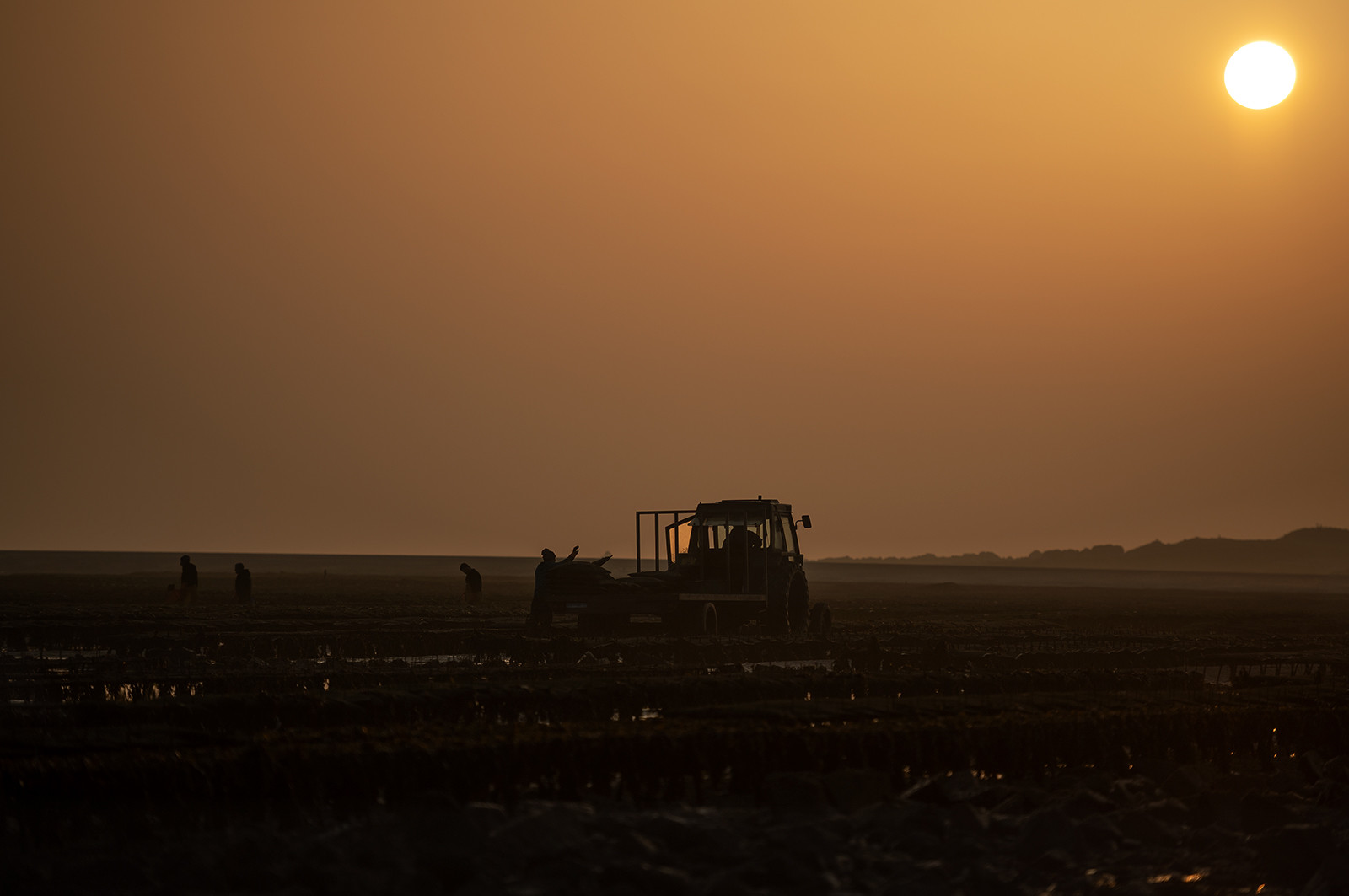 Les parcs à huîtres de Saint-Vaast-la-Hougue (Cotentin)