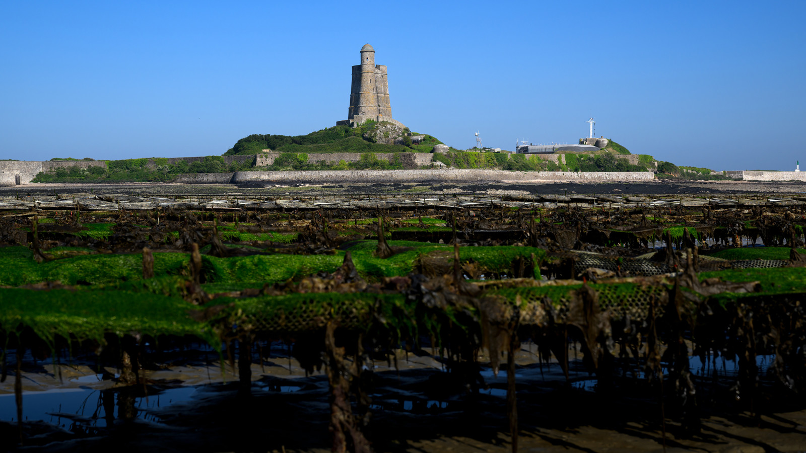 Les huîtres de Saint-Vaast-la-Hougue (Cotentin)