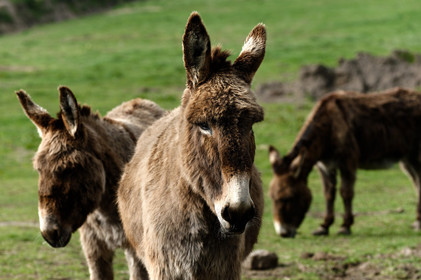 Les dunes de Biville couvrent plus de 700 hectares du littoral de la Hague (Manche), entre le cap de Flamanville et les falaises d’Herqueville. Elles constituent un massif naturel exceptionnel, tant par la qualité de ses paysages que sa richesse botanique.