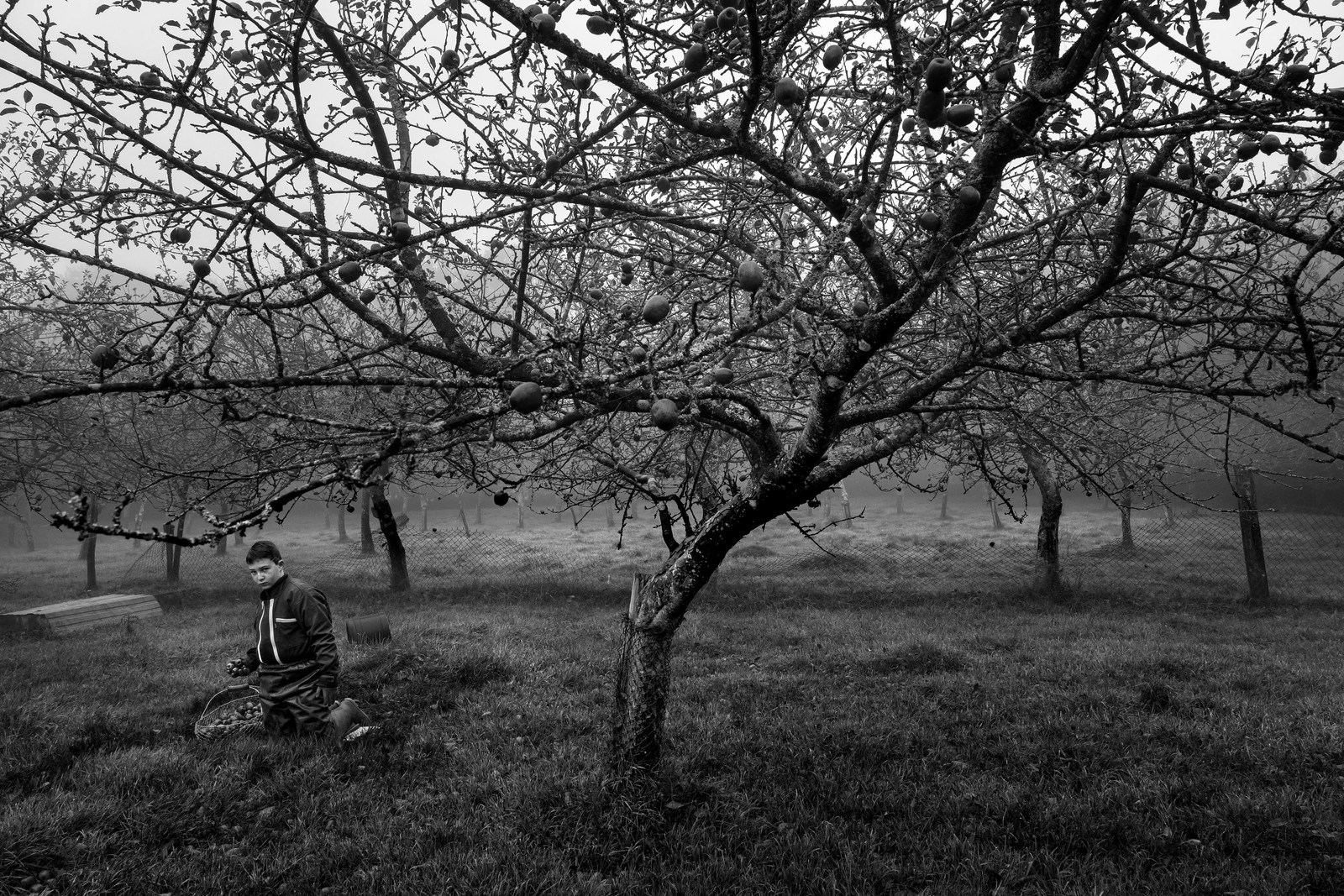 Les vergers du Clos Moulin