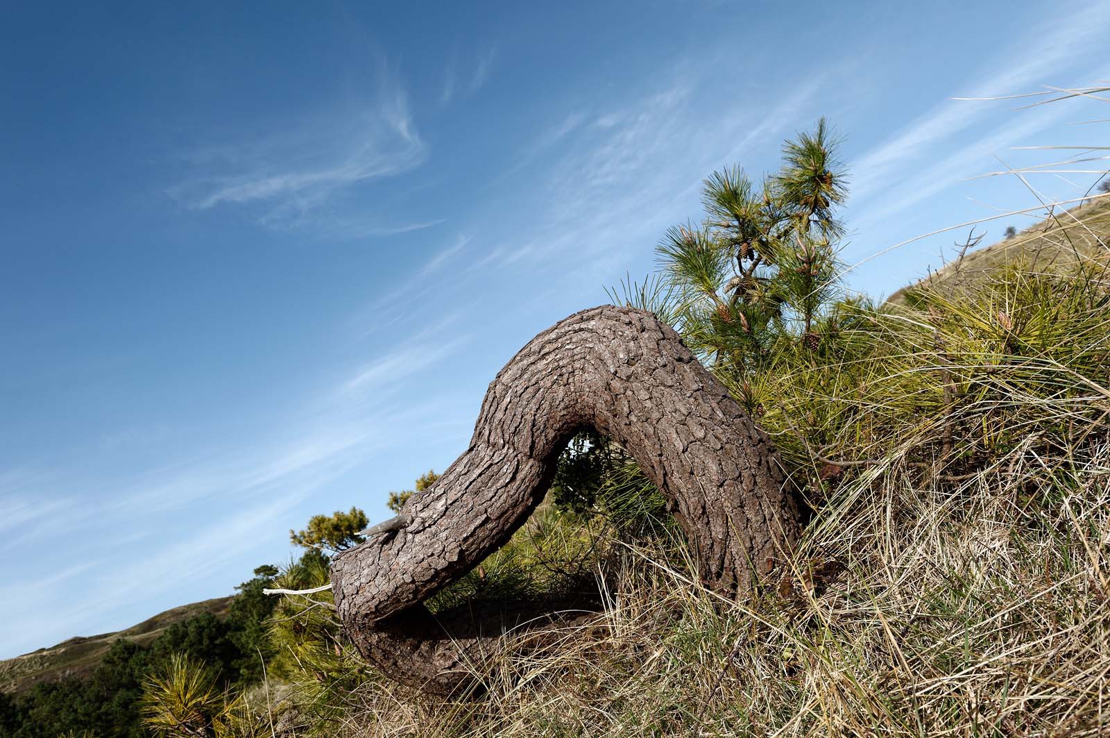 Les dunes de Biville couvrent plus de 700 hectares du littoral de la Hague (Manche), entre le cap de Flamanville et les falaises d’Herqueville. Elles constituent un massif naturel exceptionnel, tant par la qualité de ses paysages que sa richesse botanique.