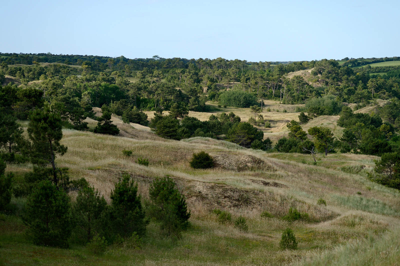 Les dunes de Biville couvrent plus de 700 hectares du littoral de la Hague (Manche), entre le cap de Flamanville et les falaises d’Herqueville. Elles constituent un massif naturel exceptionnel, tant par la qualité de ses paysages que sa richesse botanique.