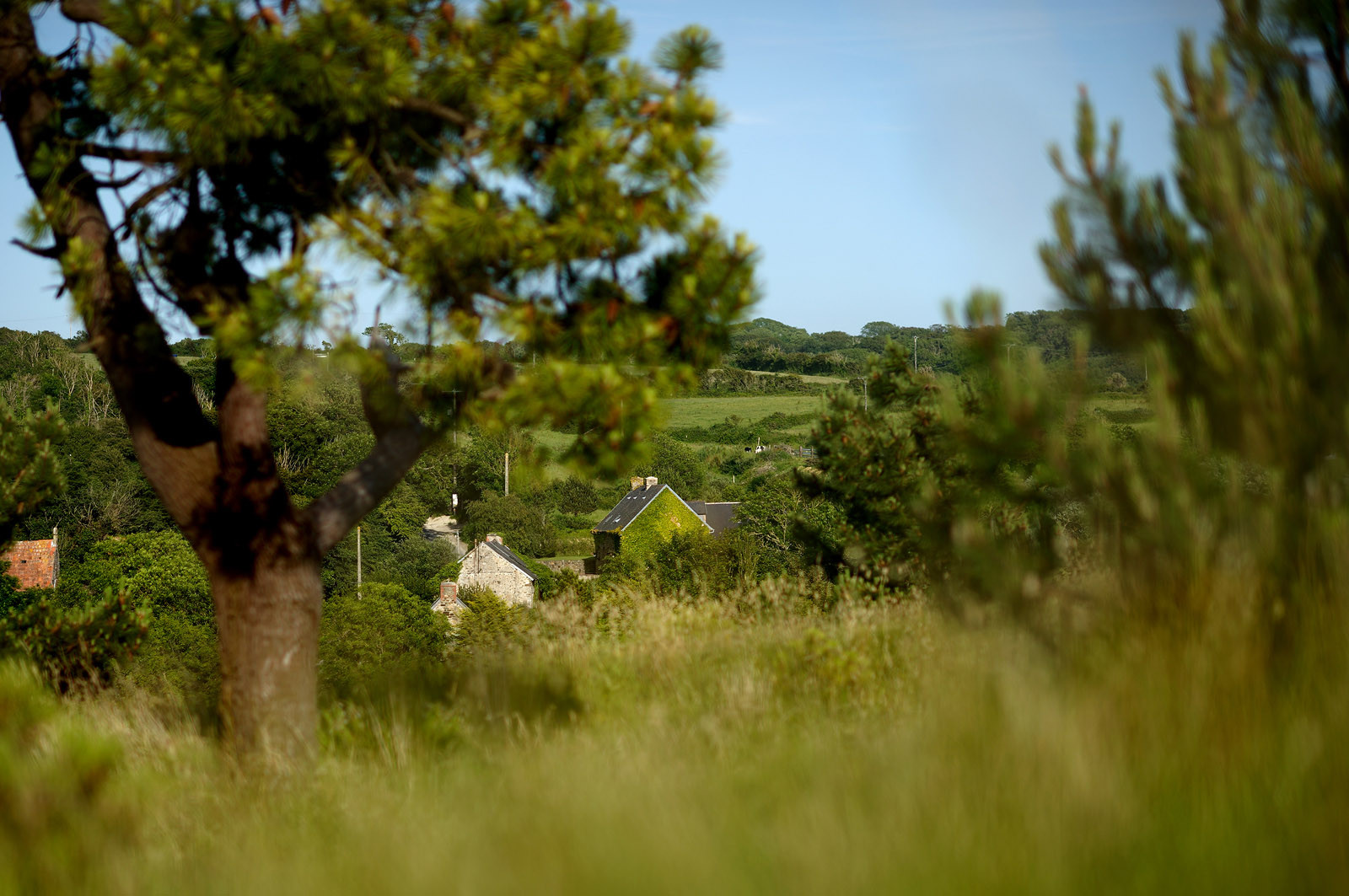 Les dunes de Biville couvrent plus de 700 hectares du littoral de la Hague (Manche), entre le cap de Flamanville et les falaises d’Herqueville. Elles constituent un massif naturel exceptionnel, tant par la qualité de ses paysages que sa richesse botanique.