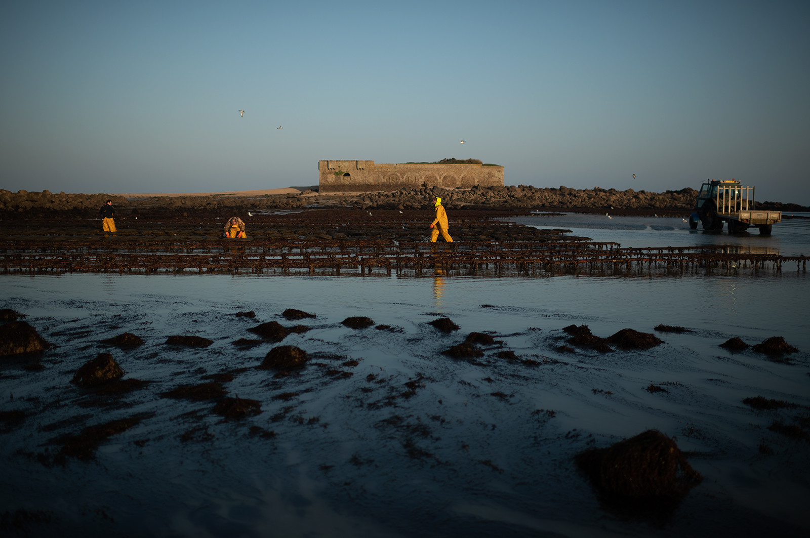 Les parcs à huîtres de Saint-Vaast-la-Hougue (Cotentin)